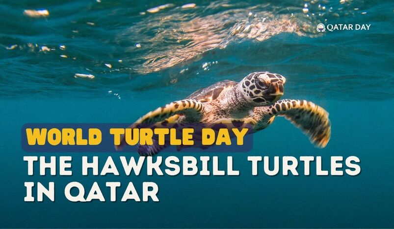World turtle day hawksbill turtle qatar